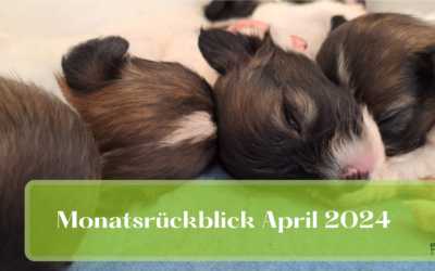Monatsrückblick April 2024: SEO-Erfolge & privater Trubel