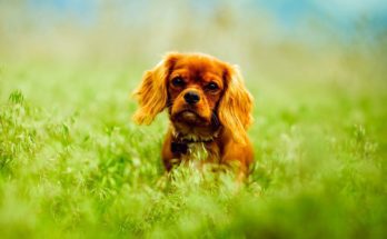 Hundezucht: Selbstständig machen als Hundezüchter?